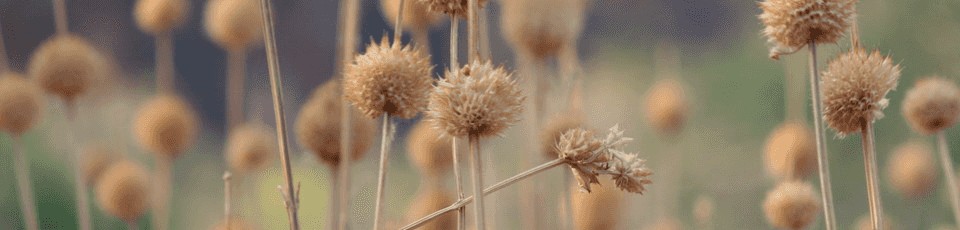 Gras Gras