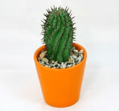 Kaktus im Topf
