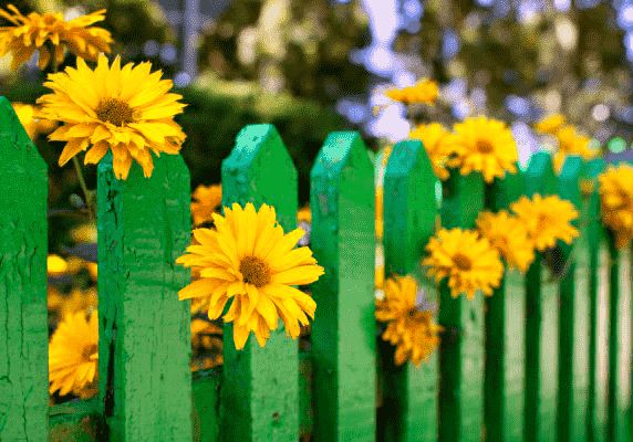 Sonnenblumen an einem grünen Lattenzaun