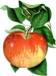 Apfel