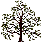 Baum