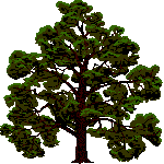 Baum