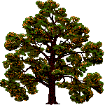 Baum