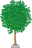 Baum