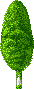 Baum