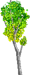 Baum