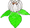 Blume