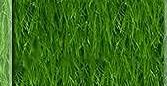 Gras