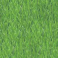 Gras