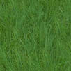 Gras