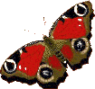 Schmetterling