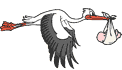 Geburt Storch
